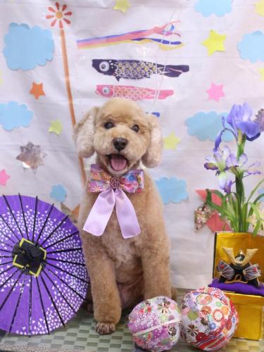 20240528アルトくん